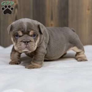 Indigo Pearl, English Bulldog Puppy